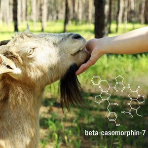 Ziege wird von Mensch gestreichelt - Beta-Casomorphin-7 Struktur