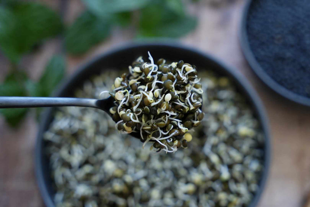 How healthy are lentil sprouts really? 
