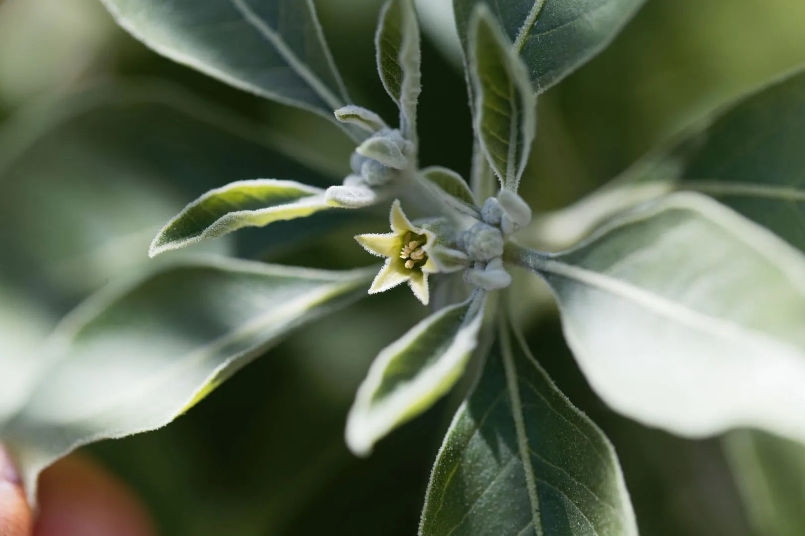 Ashwagandha - Welche Wirkung hat die Schlafbeere?