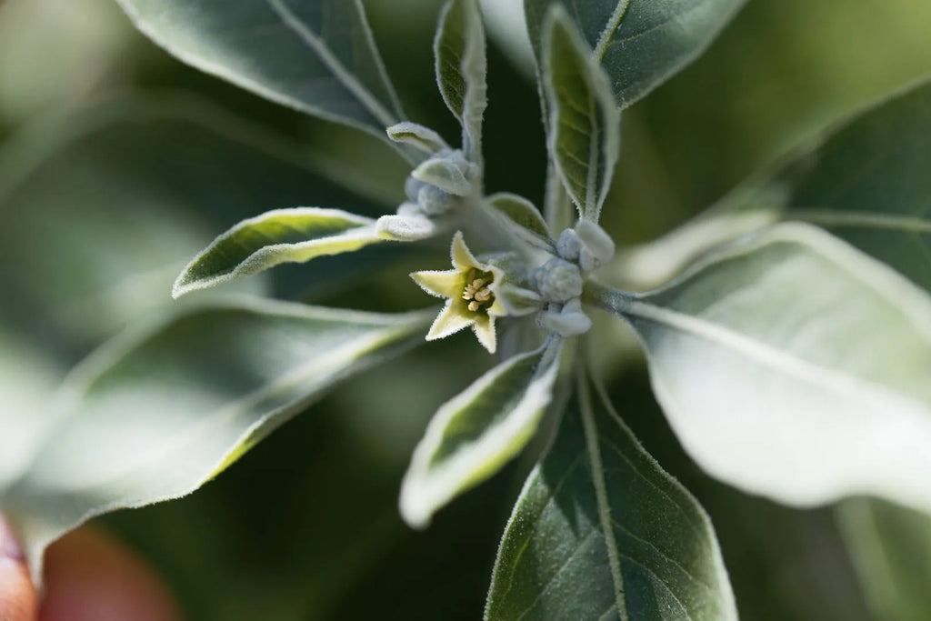 Ashwagandha - Welche Wirkung hat die Schlafbeere?