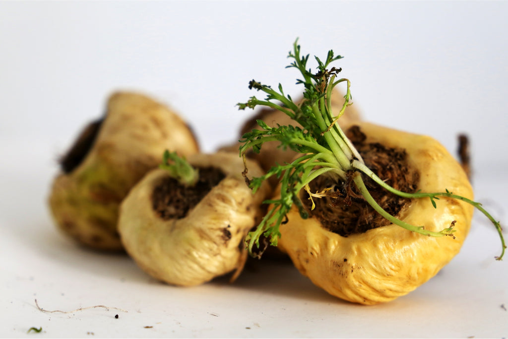 Maca - The adaptogenic root from the Andes