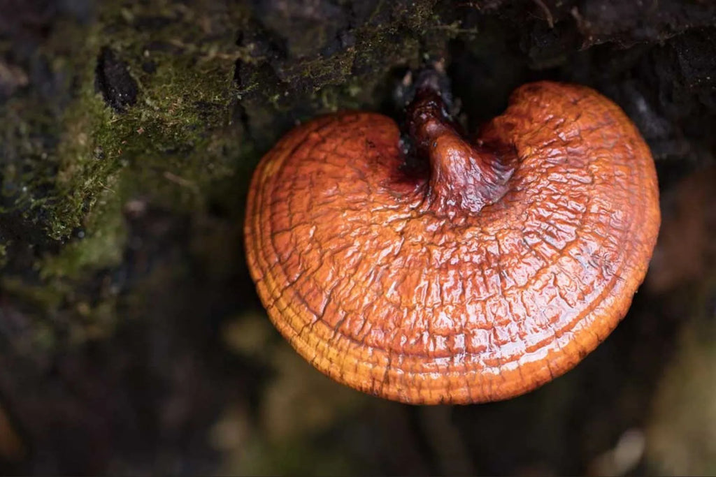 Reishi - the all-rounder among mushrooms