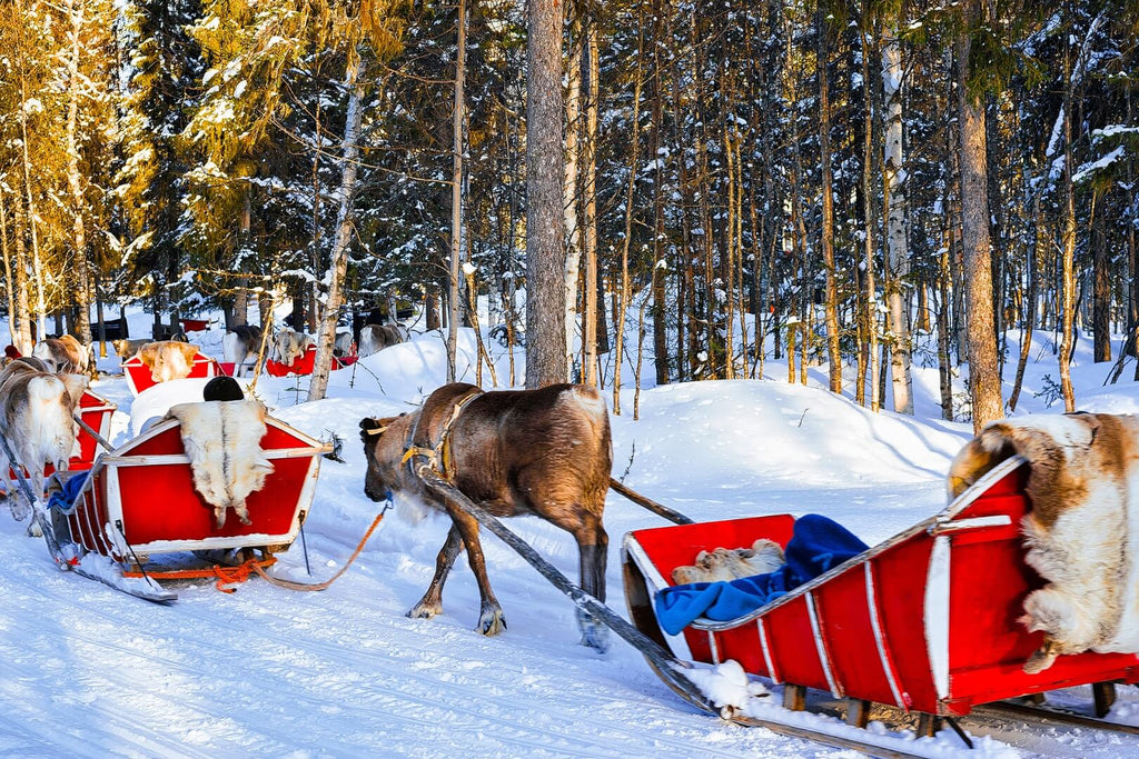Der Weihnachtsmann war ein Pilzhändler
