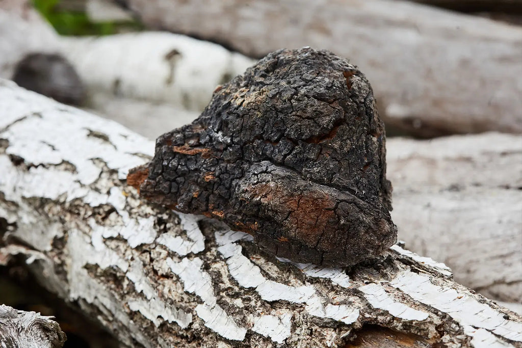 5 effects of chaga 