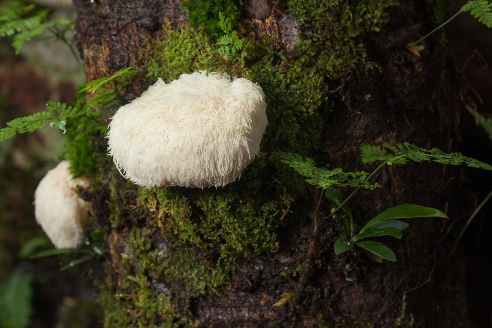 Wie Lion's Mane dir beim Lernen hilft