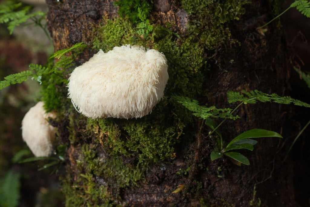 Wie Lion's Mane dir beim Lernen hilft