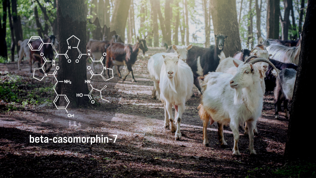 Warum ist A2 Milch gesünder?