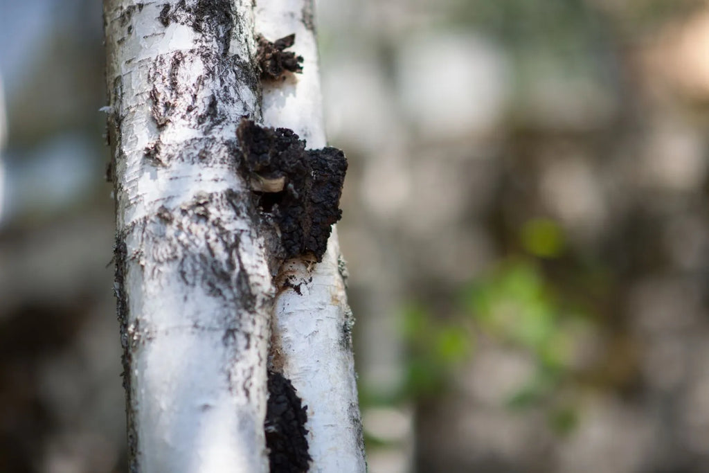 Wie unser Chaga finnische Wälder rettet