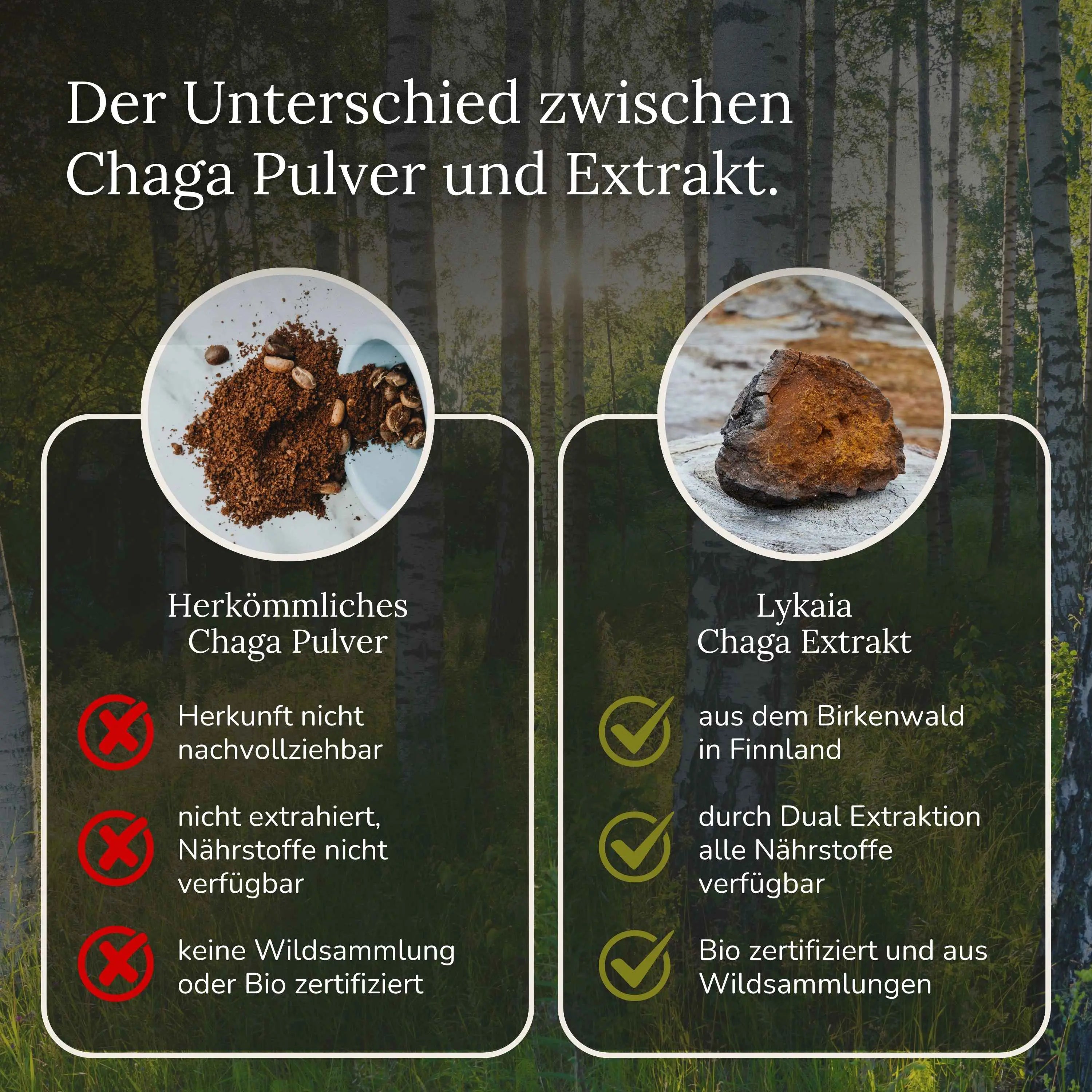 Bio Chaga Extrakt