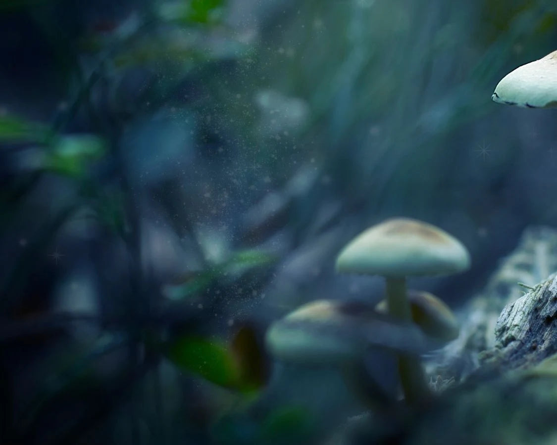 Background_Mushroom.webp