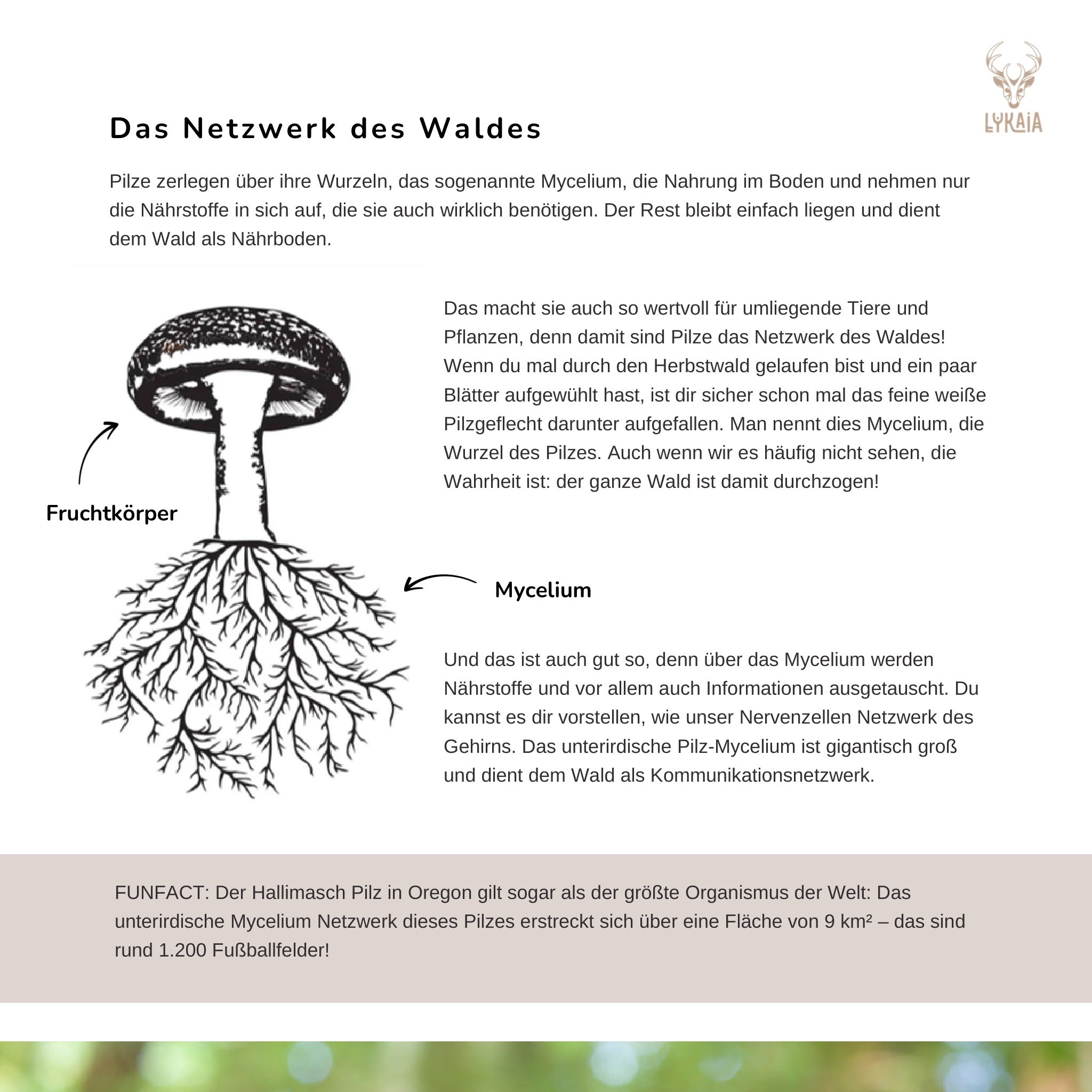 Beispielseite Das Netzwerk des Waldes aus dem Lykaia eBook